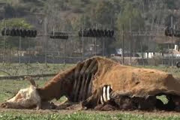 Kemarau Ekstrem, Chile Akan Menjatah Air Warga Ibukota 