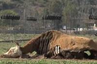 Kemarau Ekstrem, Chile Akan Menjatah Air Warga Ibukota 