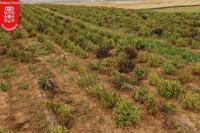 Polisi Spanyol Hancurkan Ladang Ganja Terbesar di Eropa