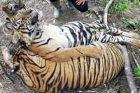 Dua Harimau Sumatra Mati Terjerat Sling di Aceh Timur