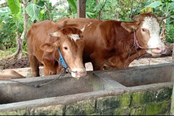 Antisipasi Penyakit Mulut dan Kuku, Pemkab Kediri Perketat Pengiriman Ternak