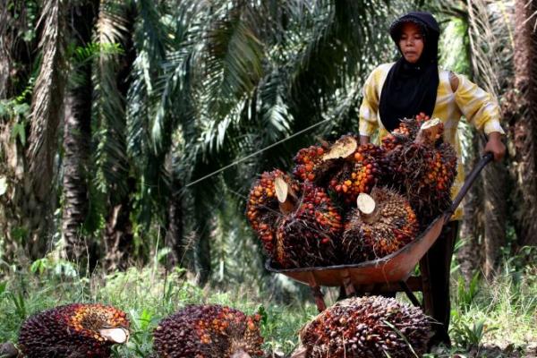 Petani Sawit Menjerit, Negara Tidak Hadir