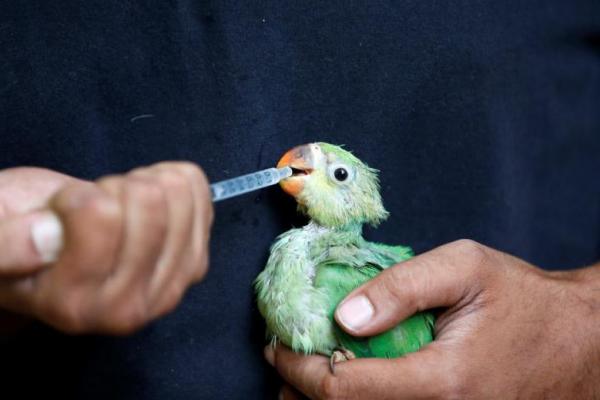 Pilihan Makanan Agar Kicau Burung Makin Top