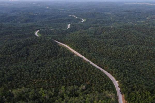 Pemandangan dari atas perkebunan kelapa sawit di Riau. Foto: Reuters 