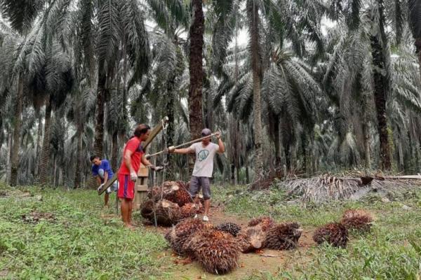 BUMN Pangan Didesak Perkuat Kerja Sama  dengan Petani Sawit Rakyat, Ini Alasannya