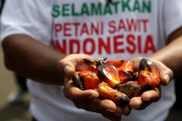 Petani Apresiasi Pencabutan Larangan Ekspor CPO