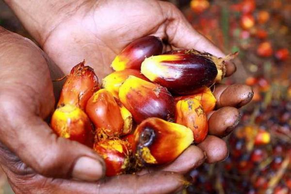 Jokowi Cabut Larangan Ekspor CPO, Proyeksi Sentimen Positif Pasar Saham dan Obligasi