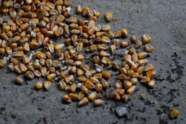 Kremlin Sebut Barat Harus Disalahkan Atas Krisis Gandum Ukraina