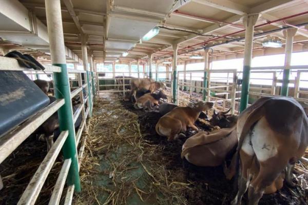 Ditjen Hubla Bilang Kirim Sapi Lewat Tol Laut Lebih Aman dari Serangan Virus PMK