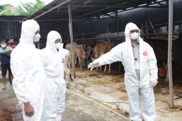 Jelang Idul Adha, Kementan Minta Pemda Tetap Siaga Wabah PMK