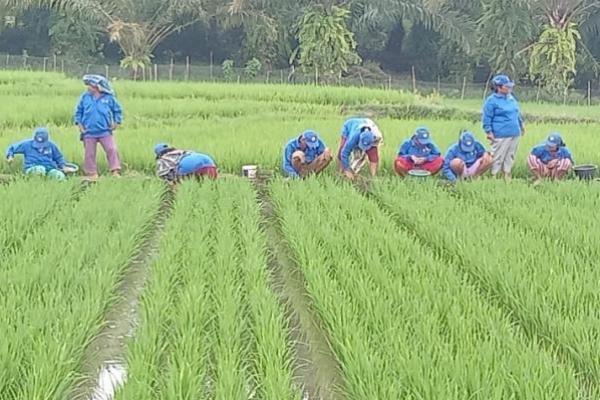 Genjot Komoditas Padi, Kementan Terus Maksimalkan SDM Berkualitas