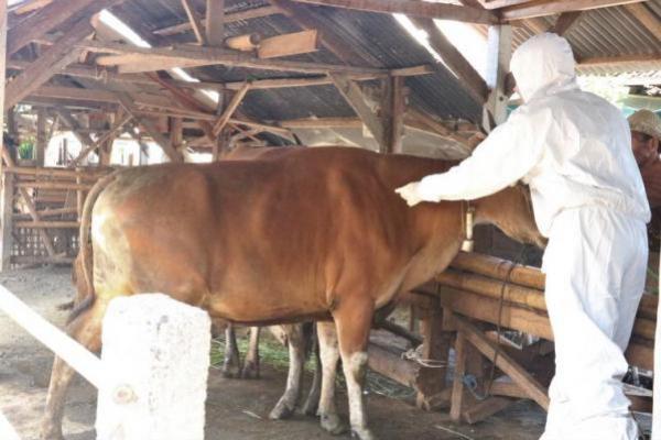 Unik, Pengendalian Kasus PMK di Lombok Timur Berbasis Kearifan Lokal