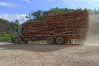 Walhi: 60 Persen Hutan Jambi Sudah Rusak