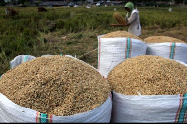 Kepala Badan Pangan Harap BUMN Pangan dan Bulog Tingkatkan Serapan Gabah