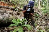 Hutan Malaysia Menyusut, Fotografer Ini Turun Tangan Selamatkan Anggrek