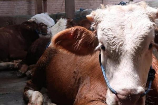 Mentan Syahrul: Stok Daging Sapi Aman Jelang Idul Adha
