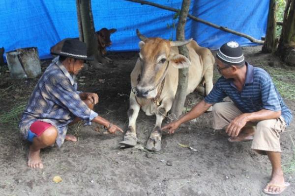 PMK Serang 3.000 Ekor Lebih Sapi di Lumajang, Sebagian Sudah Sembuh