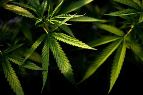 Info Penting, Ini Mafaat Ganja Secara Medis