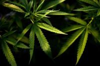 Info Penting, Ini Mafaat Ganja Secara Medis