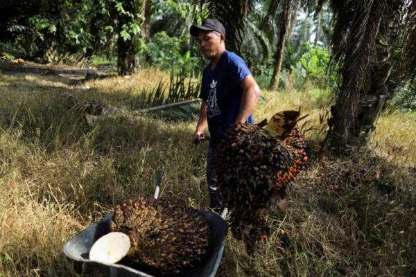 Kekurangan Tenaga Kerja, Perusahaan Sawit Malaysia Tolak Pesanan