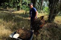 Kekurangan Tenaga Kerja, Perusahaan Sawit Malaysia Tolak Pesanan