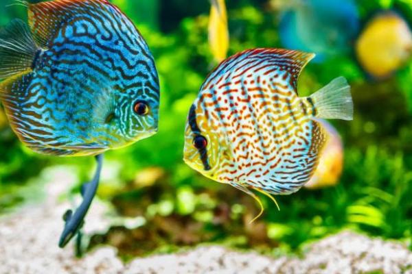 Ikan Hias Indonesia Berpeluang Kuasai Pasar Dunia