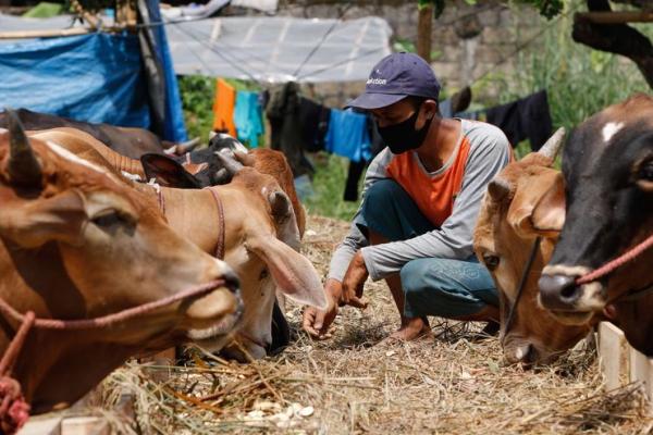 Ilustrasi sapi (Foto: Kompas.com) 