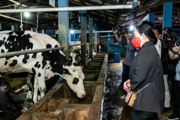 Ketua DPR Dorong Perbaikan Sistem Penanganan PMK