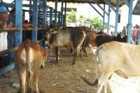 Seribu Lebih Ternak di Aceh Barat Terjangkit PMK