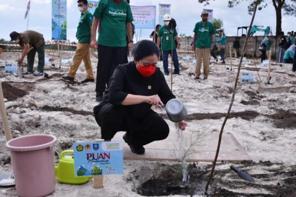 Penghijauan Lahan Eks Tambang di Babel, Puan: Jangan Habis Manis Sepah Dibuang