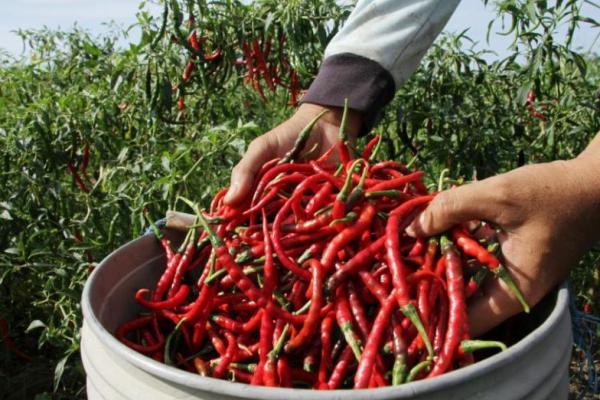 Pemerintah: Ketersediaan Cabai Cukup Jelang Idul Adha, Tapi Harga Tinggi