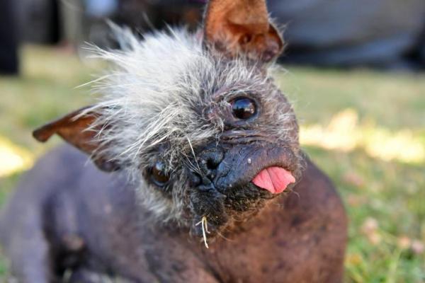 Mr Happy Face, Juara Anjing Terjelek sedunia