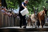 Kambing Dikerahkan Makan Rumput Liar di Taman New York