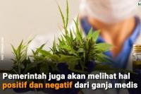 Pemerintah Bakal Kaji Legalitas Ganja untuk Kepentingan Medis