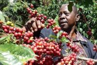 Perubahan Iklim Mengancam Petani Kopi di Tanzania