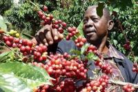 Inilah Perbedaan antara Kopi Arabika dan Kopi Robusta