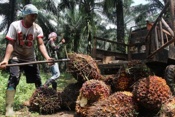 Ilustrasi Tandan Buah Segar (TBS) kelapa sawit (Foto: jpnn) 