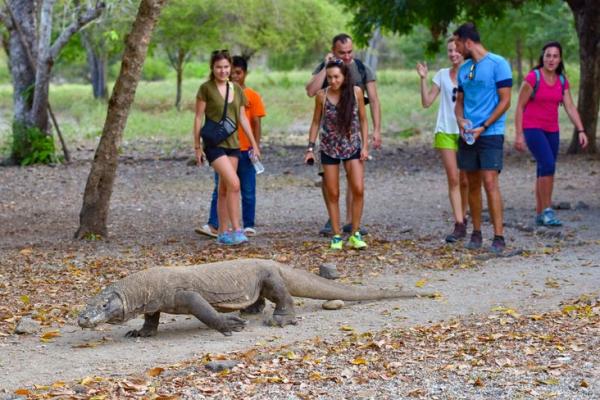 Pelaku Wisata Tolak Kenaikan Tiket ke Pulau Komodo
