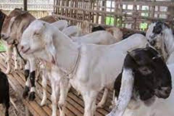 Rekomendasi Lima Jenis Kambing untuk Kurban yang Baik