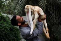 Panjang Telinga Hingga 55cm, Kambing Karachi Ini Jadi Selebritas