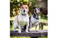 Dua Anjing Kerajaan Inggris Kenakan Kalung Mutiara Mewah