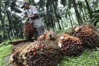 Indonesia Hapus Pungutan Ekspor Minyak Sawit Hingga 31 Agustus