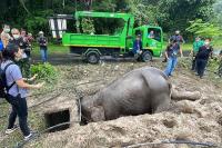 Dramatis, Penyelamatan Induk Gajah dan Anaknya yang Terjebak di Lubang Drainase