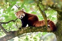 Toronto Zoo Sambut Bayi Panda Merah, Kelahiran Ketiga Selama 25 Tahun