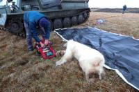 Lidahnya Tersangkut Kaleng Susu, Beruang Kutub Diselamatkan di Rusia