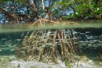 26 Juli Hari Mangrove Sedunia, Kesadaran Pentingnya Ekosistem Mangrove