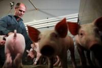 Inginkan Daging Berkualitas, Peneliti Belgia Perdengarkan Musik pada Babi