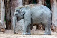 Tiga Gajah di Kebun Binatang Zurich Mati akibat Virus Herpes