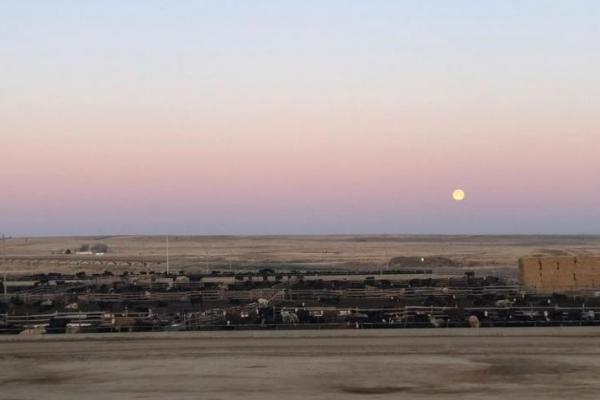 Efek Gelombang Panas, Ribuan Sapi Mati dan Dibuang di TPA Kansas