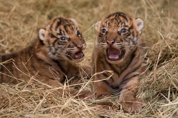 Ilustrasi anak harimau (FOTO: PEOPLE/JENNIFER D) 